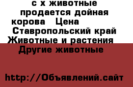 с/х животные продается дойная корова › Цена ­ 45 000 - Ставропольский край Животные и растения » Другие животные   
